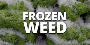 Should You Freeze Your Weed?