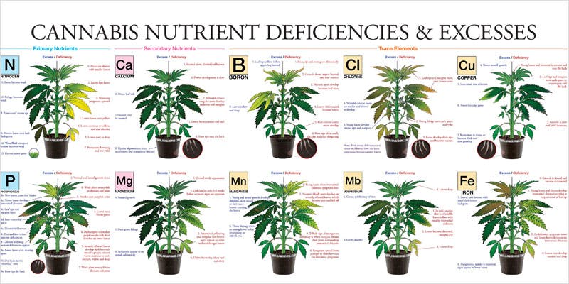 Cannabis Nutrient Deficiency Chart
