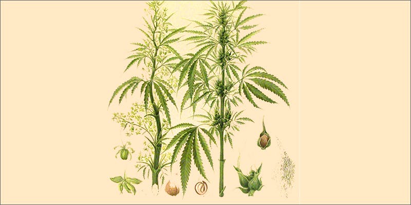 plants 10 Ancient Uses for Medicial Cannabis