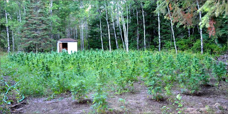 prison plants Small Town Closes Prisons And Grows Weed Instead