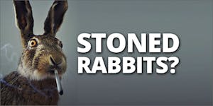 Were Stoned Rabbits More Important Than Cancer Patients?