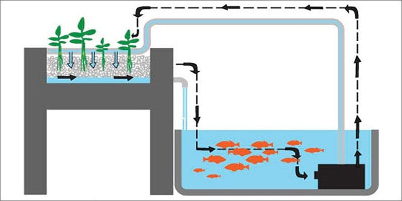 1 aquaponics diagram You Need To See How Fish Help Grow Better Weed