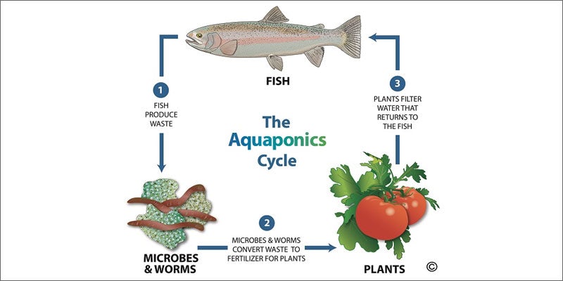 2 aquaponics cycle You Need To See How Fish Help Grow Better Weed
