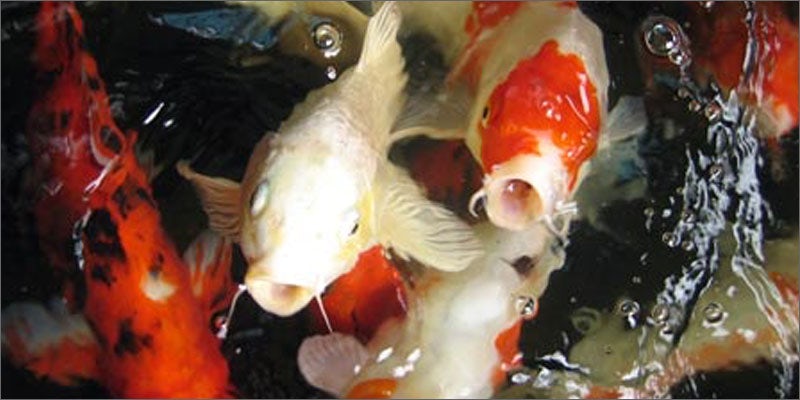 3 aquaponics fish You Need To See How Fish Help Grow Better Weed