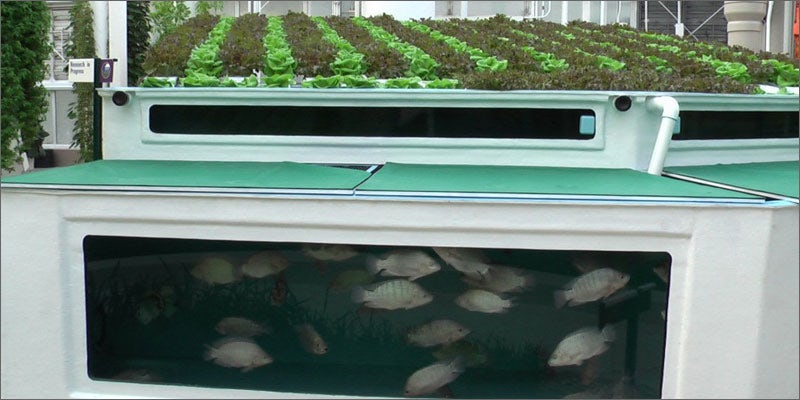 4 aquaponics setup You Need To See How Fish Help Grow Better Weed