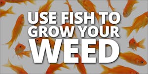 You Need To See How Fish Help Grow Better Weed