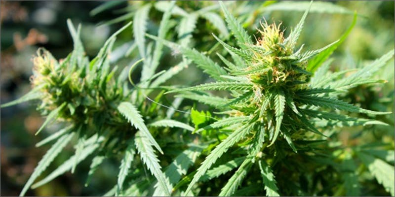 be1 The Big Easys Council Decriminalizes Marijuana