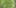 cannabinoid plants liverwort Check Out These Non Marijuana Plants That Contain Cannabinoids