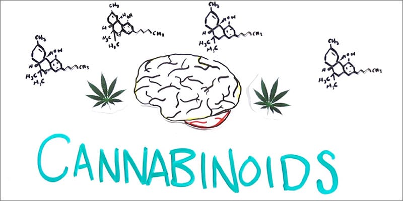 cannabinoids Looking Inside Colombia’s “Lost City Of Marijuana”