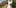 dog 10 25 Dogs That Are Higher Than You Right Now
