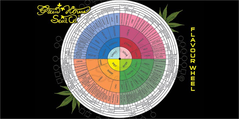 flavour wheel Why Does Cannabis Have Those Delicious & Distinct Aromas?
