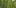 hawaii hemp plants Restalk: Recycling Cannabis Waste Into Tree Free Paper Products