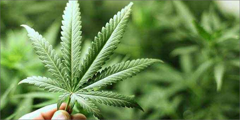 hemp house leaf 1 How Hemp Can Create The Perfect Home Sweet Home