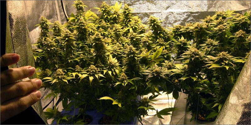 hotel marijuana closet grow We All Want to Stay in This Cannabis Hotel!