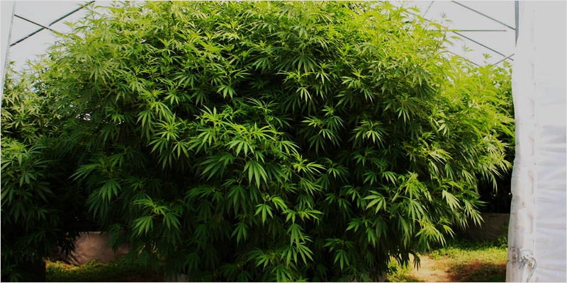 Growing marijuana in plant pots- Alchimia Grow Shop