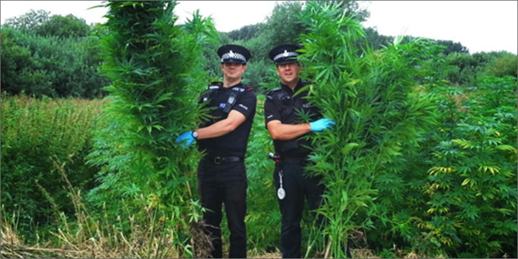 Why Illegal Marijuana Production Plummeted In This State Herb