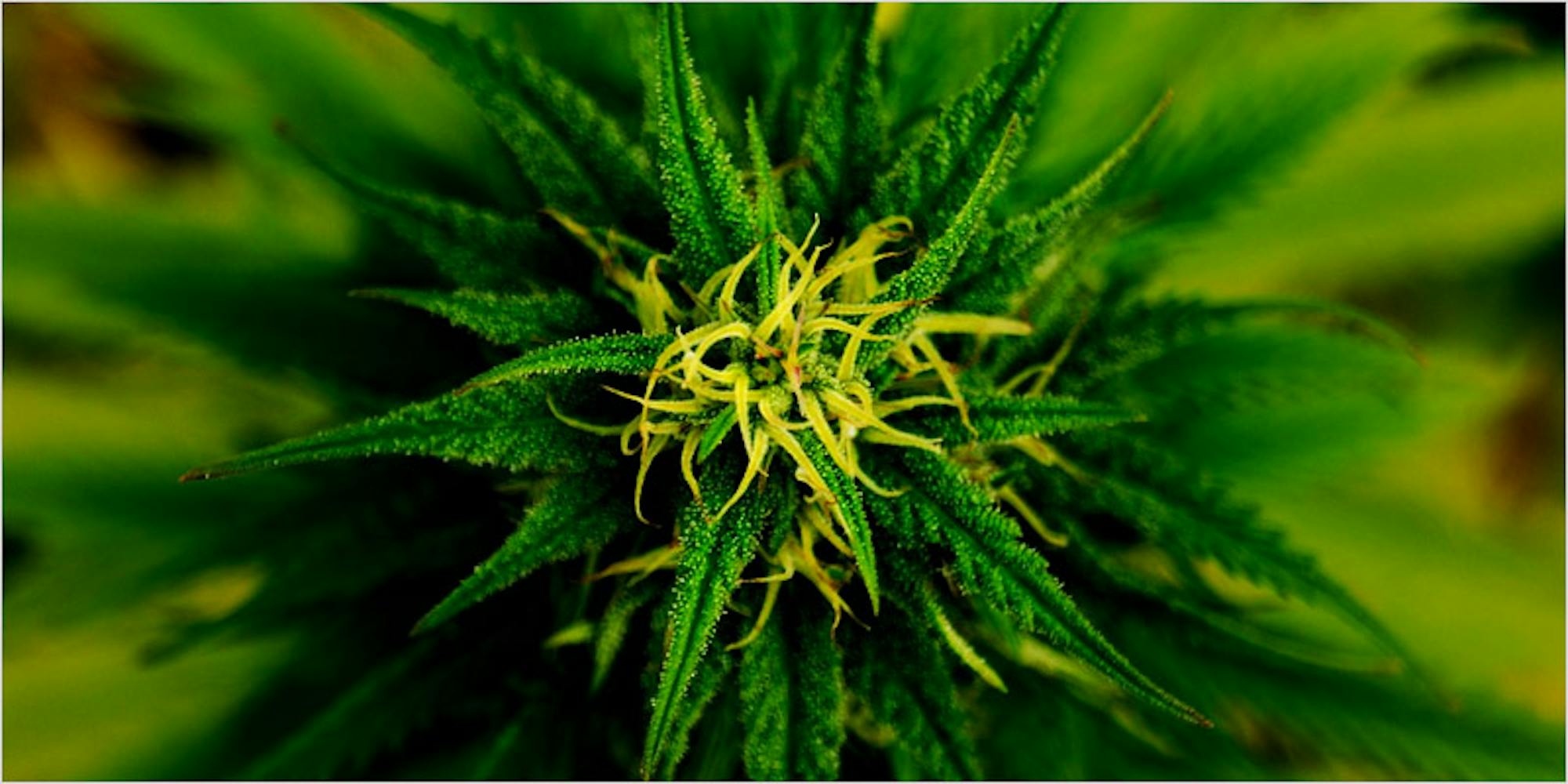 How To Tell Between Male vs Female Marijuana Plants | Herb