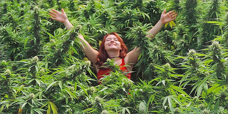organic hero The Definitive Guide To Growing Organic Marijuana
