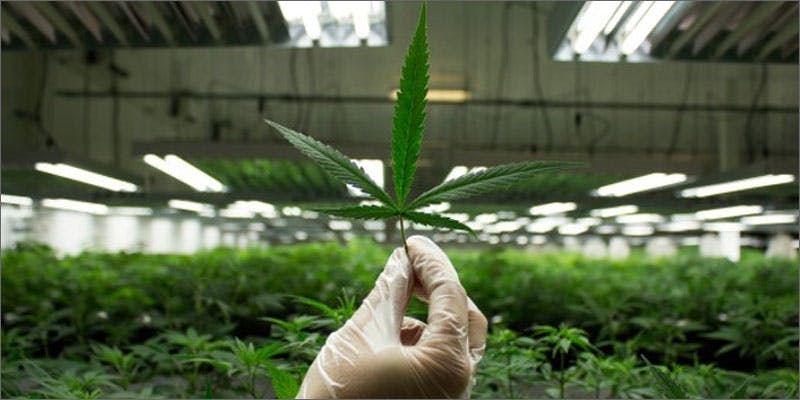 Contaminated Cannabis
