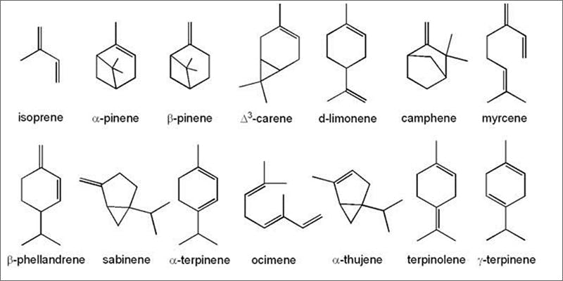 terpenes Why Does Cannabis Have Those Delicious & Distinct Aromas?