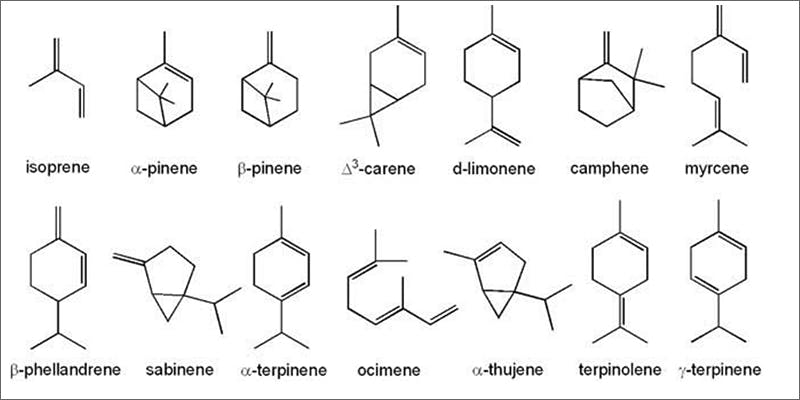 terpenes This Ingredient From Your Kitchen Relieves Cannabis Anxiety