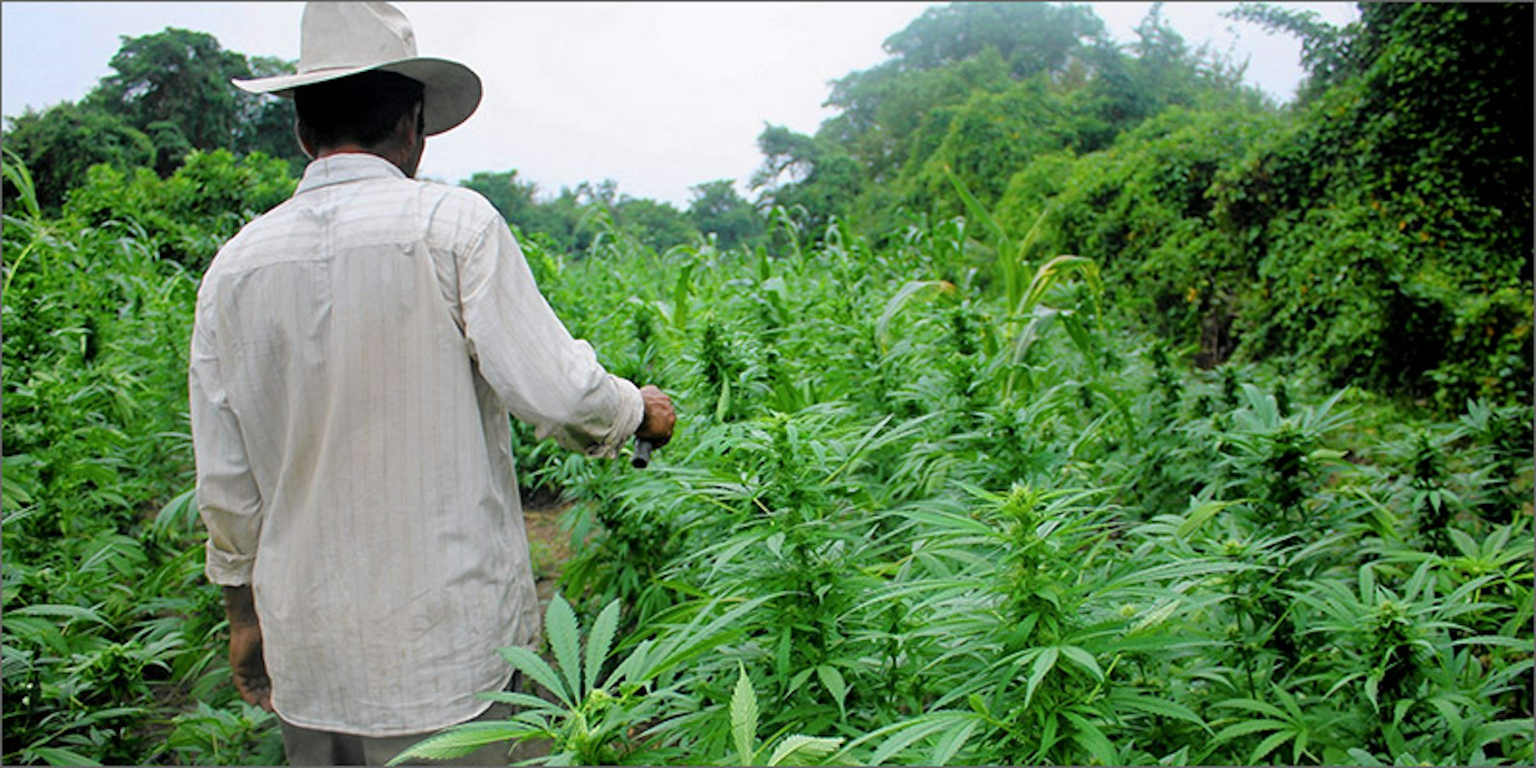 Legalize Cannabis, Cartels Stop Growing | Herb