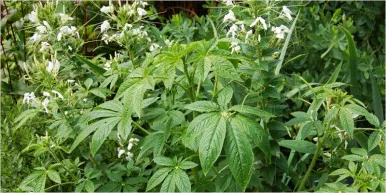 10 Other Things smell 1 386x193 10 Things That Weirdly Smell Like Weed