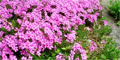 10 Other Things smell 6 386x193 10 Things That Weirdly Smell Like Weed