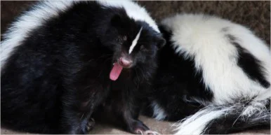 10 Other Things smell 8 386x193 10 Things That Weirdly Smell Like Weed