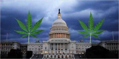 10 Other Things smell 9 386x193 10 Things That Weirdly Smell Like Weed