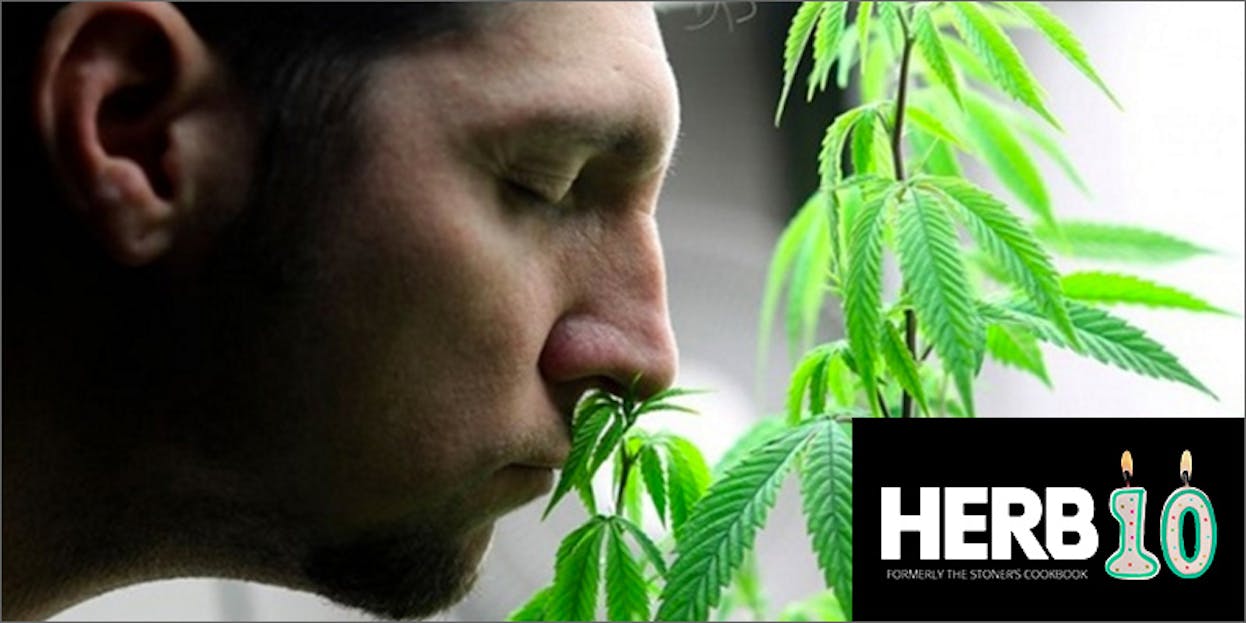 10 Things That Weirdly Smell Like Weed