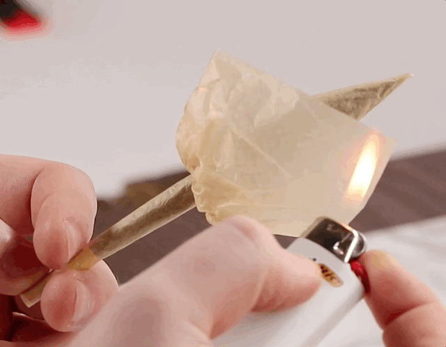 TulipJointGif3 How To Roll A Dutch Tulip Joint