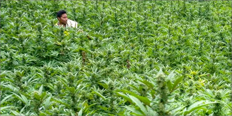 lc1 Looking Inside Colombia’s “Lost City Of Marijuana”