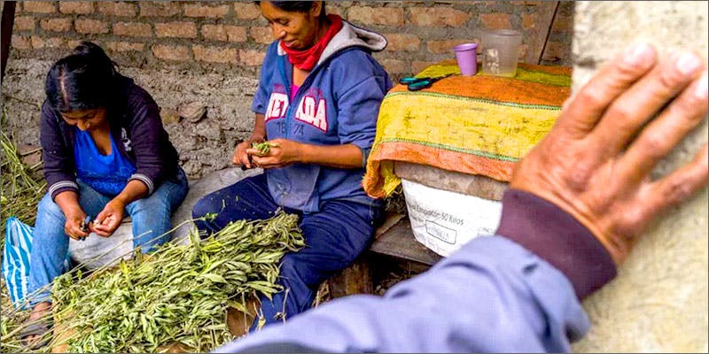 lc3 Looking Inside Colombia’s “Lost City Of Marijuana”