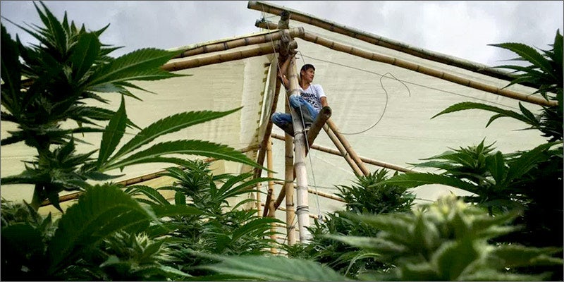 lc4 Looking Inside Colombia’s “Lost City Of Marijuana”