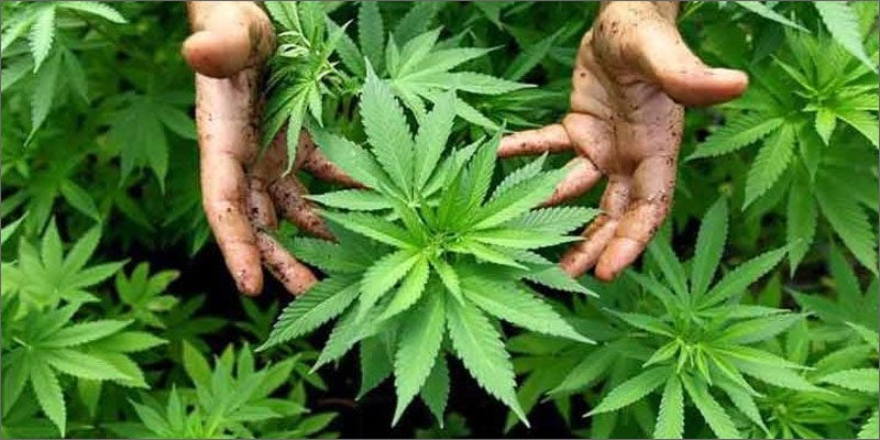 legalize opinions cannabis hands Latest Poll: Greatest Ever Percentage Of Americans Want Marijuana Legalized