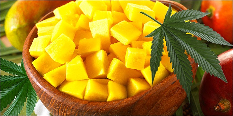 mngo 8 Foods That Will Improve Your 420 Experience