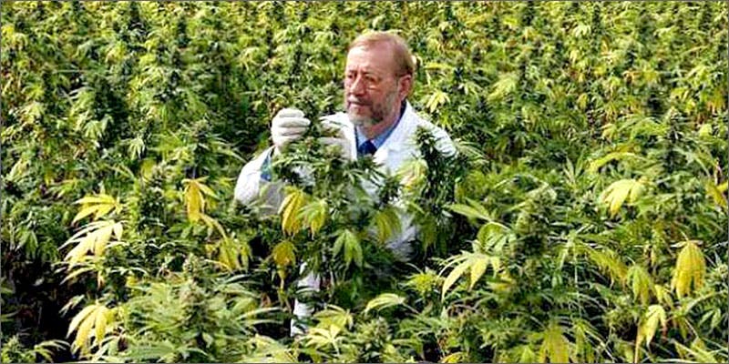 Scientists Are Pushing For A New Era In Medical Marijuana Research | Herb