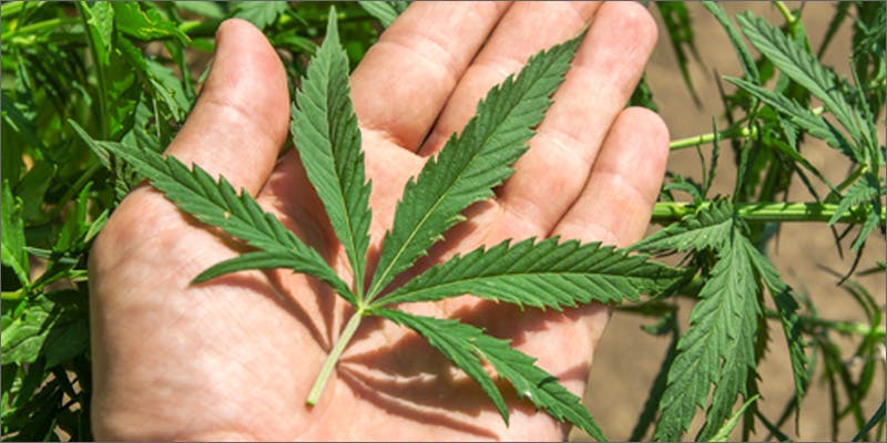 ug2 Uruguay Goverment Will Supply Recreational Cannabis For $1 A Gram