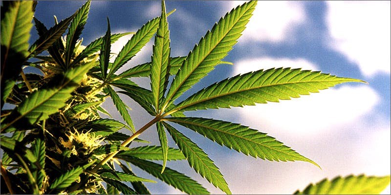 2 4 Whats Behind Cannabis Industry Insiders Wanting To Change State Laws?