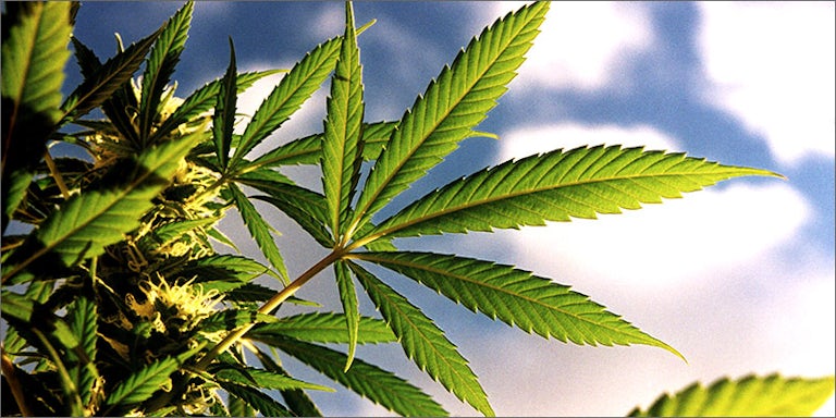 2 4 Whats Behind Cannabis Industry Insiders Wanting To Change State Laws?