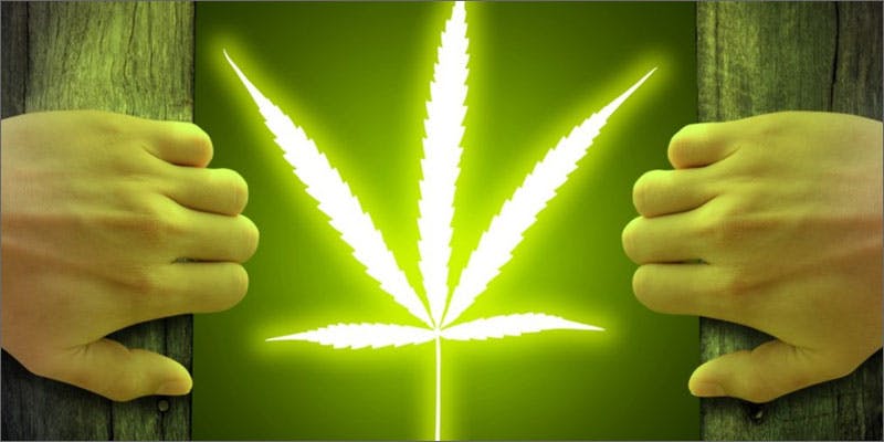 cannabis net leaf light The Facebook Of Weed Is Everything You Need
