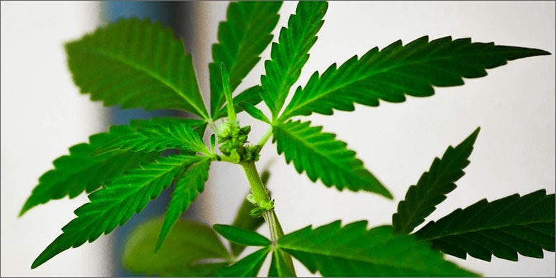 cannabis vs lupus prescription plant Smokers Hack: How To Easily Turn An E Cig Into A Vape
