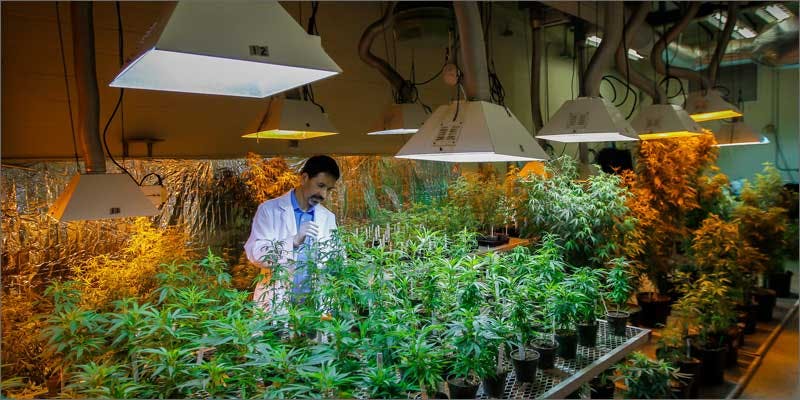 dea lying about research grow warehouse Has the DEA Has Been Lying About Research Cannabis?