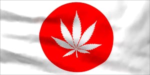 Prehistoric Cannabis Seeds Have Been Discovered In Japan