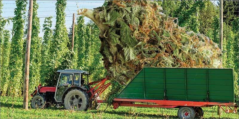 Do You Know The Connection Between Hops And Cannabis?