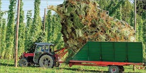 Do You Know The Connection Between Hops And Cannabis?