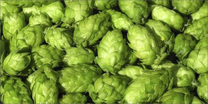 hops versus marijuana hopspile Do You Know The Connection Between Hops And Cannabis?