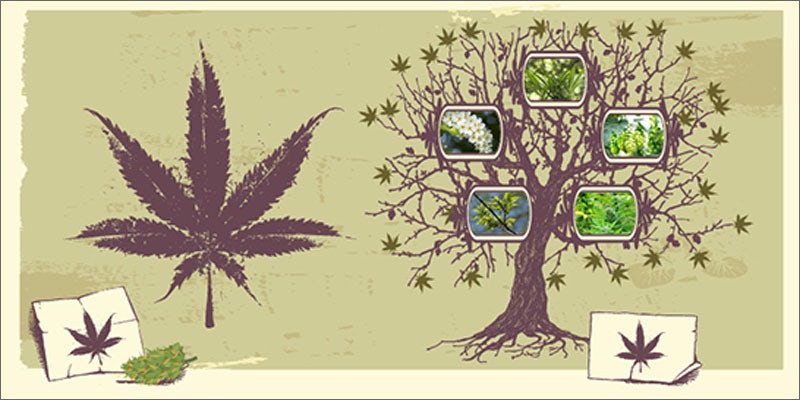 hops versus marijuana illustration Do You Know The Connection Between Hops And Cannabis?