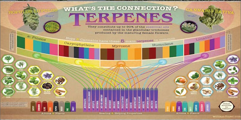 hops versus marijuana terpenes Do You Know The Connection Between Hops And Cannabis?